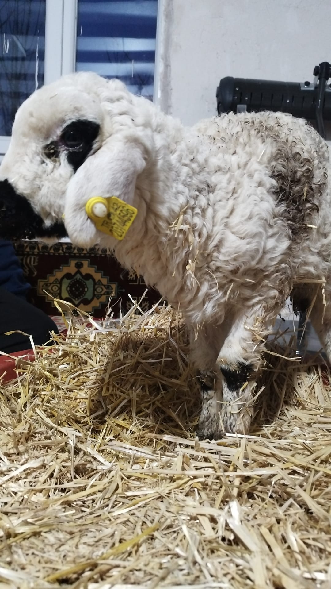 42 S Atalay Hayvancılık